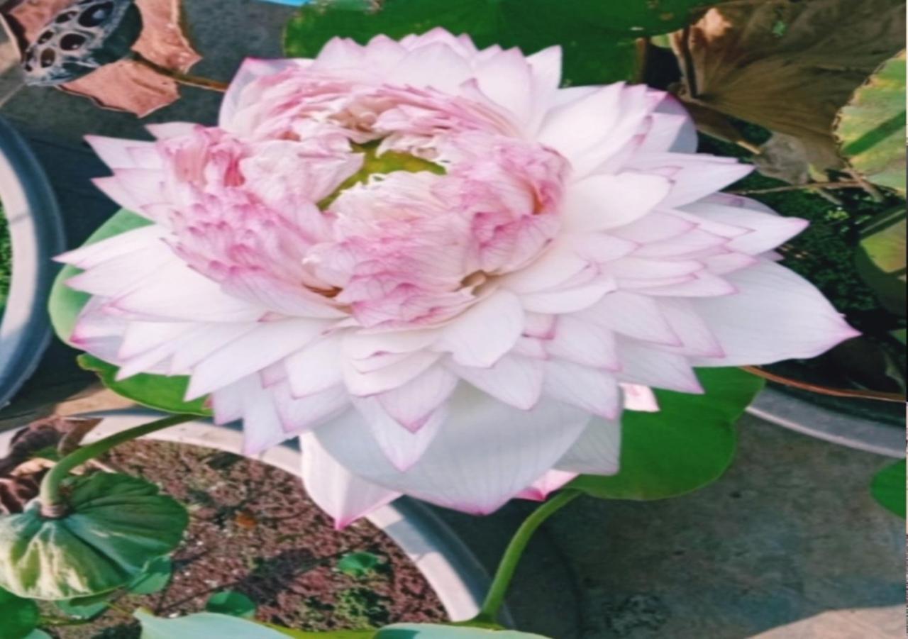 Raelyn'S Homestay Kochi Екстер'єр фото