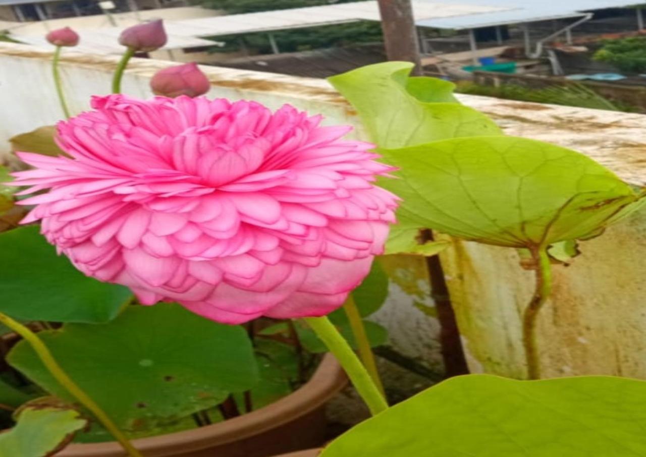 Raelyn'S Homestay Kochi Екстер'єр фото